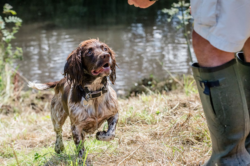 Dog-Day-3